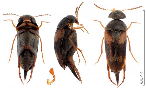 Mordellaria aurofasciata
